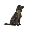 Bobby Collier pour chien - SAFE - Nylon - Bleu clair Faunelia