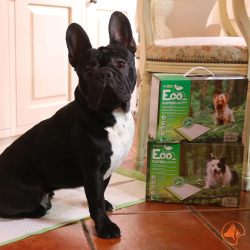 CROCI Tapis hygiéniques pour chiens - Eco Super Nappy Faunelia