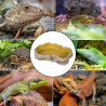 Reptizoo Vasque food dishes Faunelia