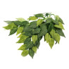 Reptizoo BANYAN LEAVES - 50cm Faunelia