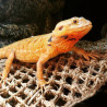 Reptizoo Hamac reptile - Triangle Faunelia