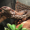 Reptizoo Hamac reptile - Triangle Faunelia