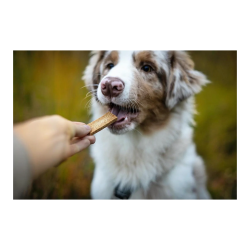 Marly & Dan Barres à macher pour chien - Energie Faunelia