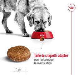 Royal canin Croquettes - Chien - Maxi - Adulte 5+ Faunelia