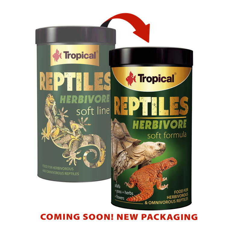 Tropical Reptiles Herbivore Faunelia