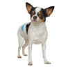 CROCI Dog Nappy - Couches pour chiens Faunelia