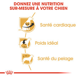 Royal canin Croquettes pour Chien - Cavalier King Charles - Adulte Faunelia