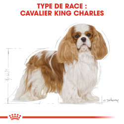 Royal canin Croquettes pour Chien - Cavalier King Charles - Adulte Faunelia