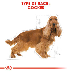 Royal canin Croquettes pour Chien - Cocker - Adulte Faunelia