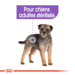 Royal canin Croquettes - Chien - Mini - Adulte, Stérilisé Faunelia