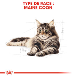 Royal canin Croquettes - Chat - Maine Coon - Adulte Faunelia