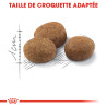 Royal canin Croquettes pour Chat, Adulte+7, Stérilisé Faunelia