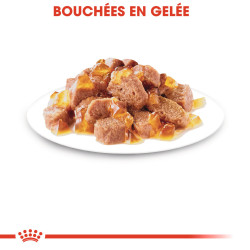 Royal canin Bouchées en gelée - Chat, Stérilisé Faunelia