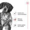 Royal canin Croquettes - Chien - Medium - Adulte 7+ Faunelia