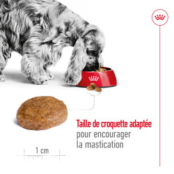 Royal canin Croquettes - Chien - Medium - Adulte 7+ Faunelia