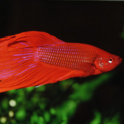 JBL PRONOVO BETTA - FLAKES S Faunelia