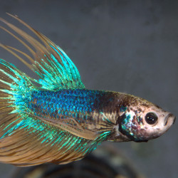 JBL PRONOVO BETTA - FLAKES S Faunelia