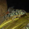 JBL PRONOVO CORYDORAS - TAB M Faunelia