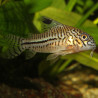 JBL PRONOVO CORYDORAS - TAB M Faunelia