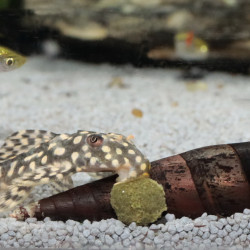 JBL PRONOVO PLECO - WAFER M Faunelia