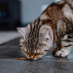 Nobby StarSnack pour chat - Fish Faunelia