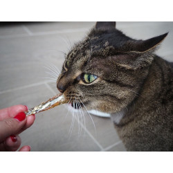 Nobby StarSnack pour chat - Fish Faunelia