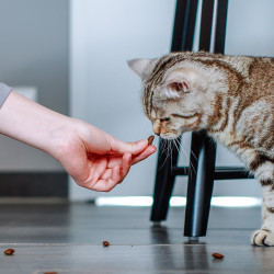 Nobby StarSnack pour chat - Crushy Anti-Hairball Faunelia