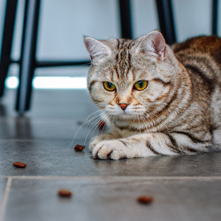 Nobby StarSnack pour chat - Crushy Anti-Hairball Faunelia