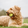 Nobby Balle de tennis avec couineur Faunelia