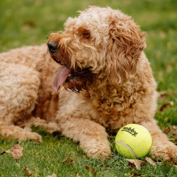 Nobby Balle de tennis avec couineur Faunelia