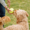 Nobby Balle de tennis avec couineur Faunelia