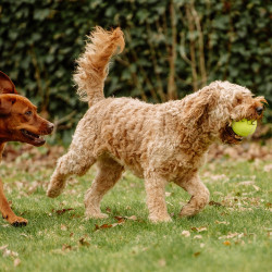 Nobby Balle de tennis avec couineur Faunelia