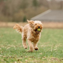 Nobby Balle de tennis avec couineur Faunelia