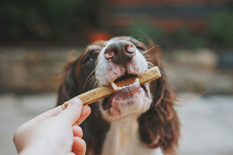 Faunelia - Biscuit et bâtonnet pour chien