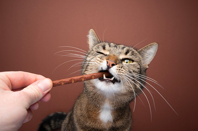 Biscuit, stick et batônnet pour chat