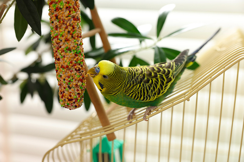 Faunelia - Alimentation Canari