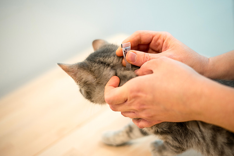 Faunelia - Shampoing, poudre et spray pour chat