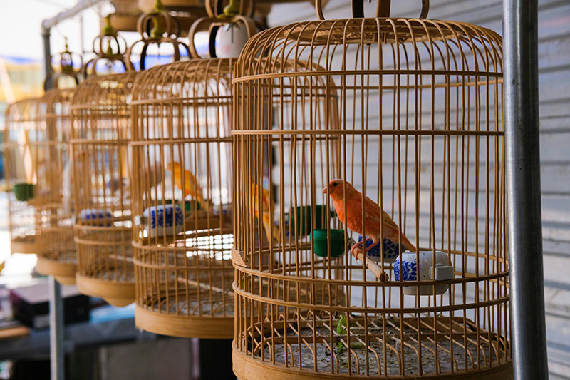 Faunelia - Baignoire pour oiseaux