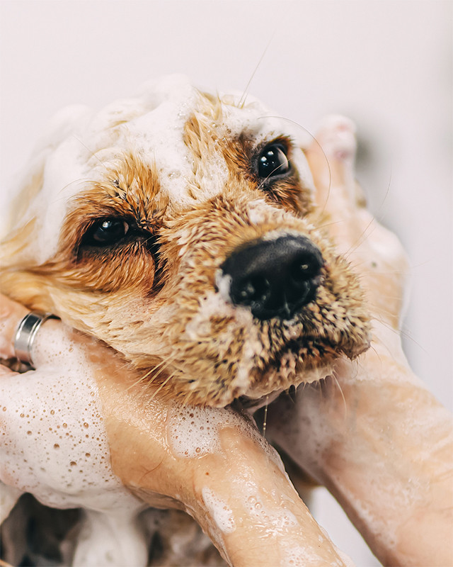 Faunelia - Shampoing et parfum pour chien