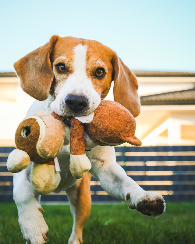 Faunelia - Peluche pour chien