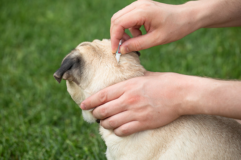 Faunelia - Collier et pipette pour chien