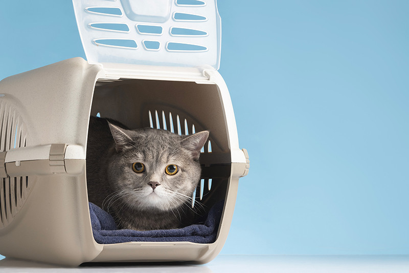 Faunelia -  Cage et sac de transport pour chat