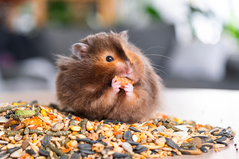 Faunelia - Alimentation Chinchilla