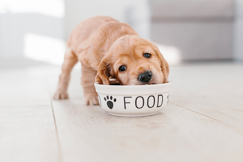 Découvrez les produits de la gamme gammelle pour vos chiens