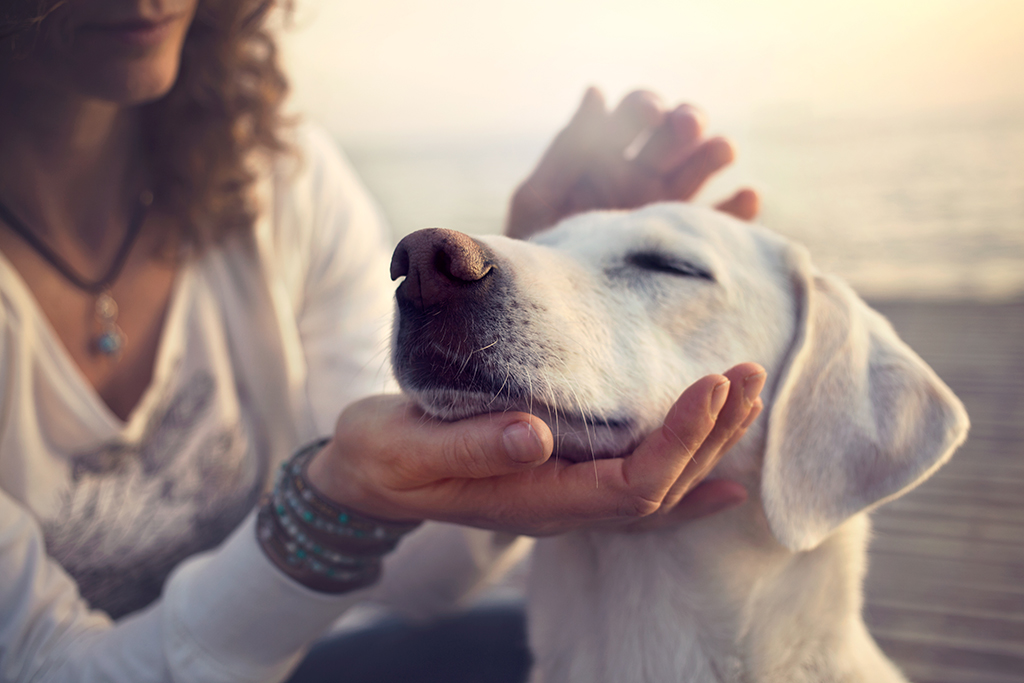 Des produits de qualité au meilleur prix pour votre chien