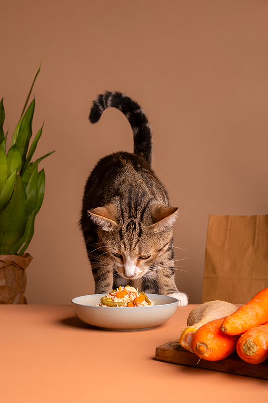 L’alimentation idéale pour votre chat : un choix éclairé avec Faunelia