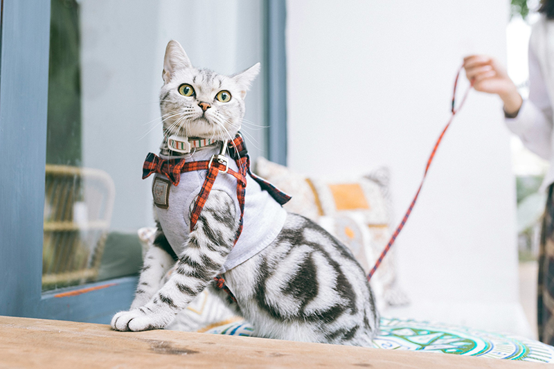 Découvrez les produits de la gamme promenade pour vos Chats