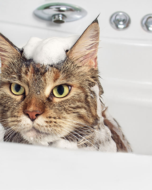 Hygiène et soins du chat : parce qu’un chat propre est un chat heureux !