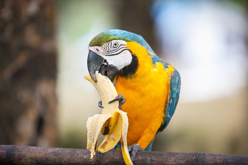 Des produits de qualité au meilleur prix pour votre oiseau