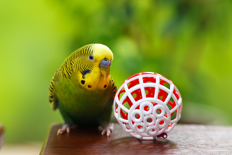 Découvrez les produits de la gamme jouet pour vos Oiseaux